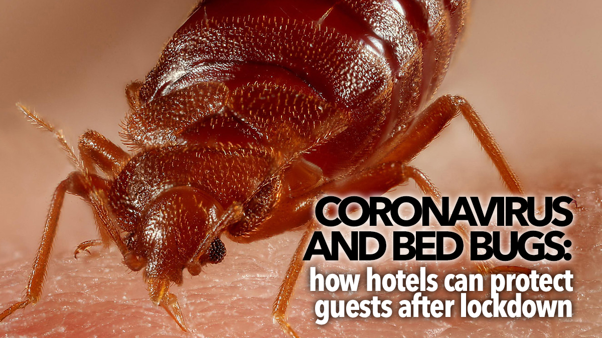 795 Coronavirus-and-bed-bugs-hotels-after-lockdown 795 Coronavirus-and-bed-bugs-hotels-after-lockdown